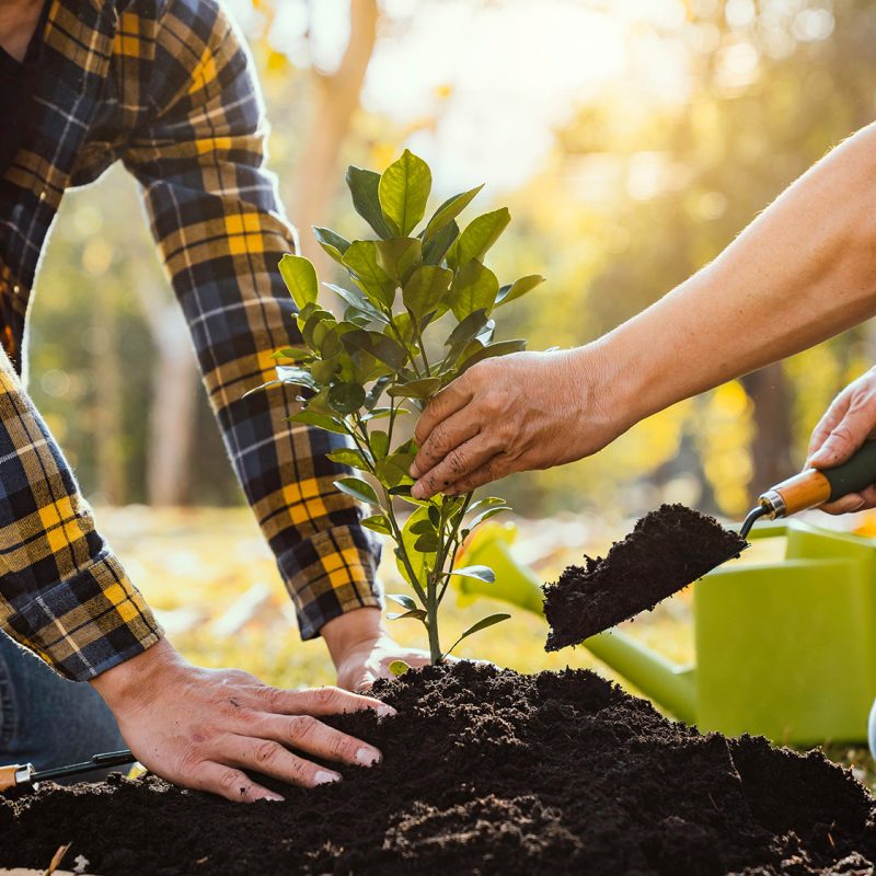 Two men planting a tree concept of world environment day planting forest, nature, and ecology A young man's hands are planting saplings and trees that grow in the soil while working to save the world.